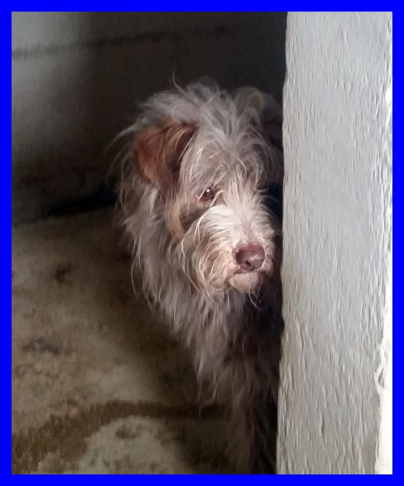 WASABI fantastico mix spinoncino 4 anni ancora in canile