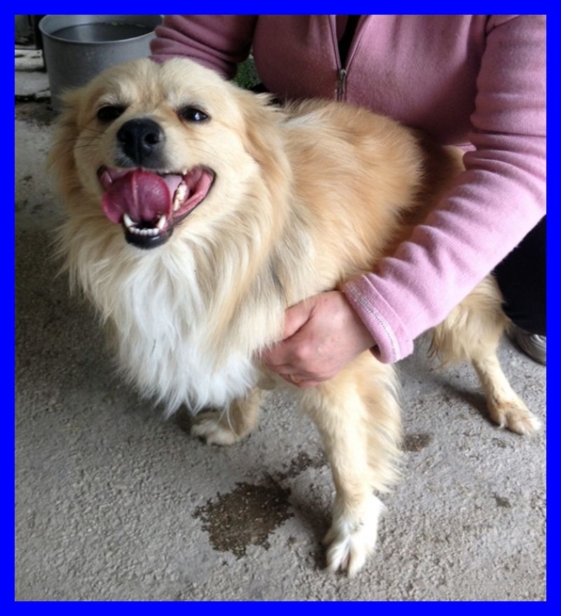 adottato FIOCCO volpinetto delizioso beige solare e socievole