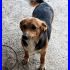 VOLATA GINGER adorabile mix beagle 3 anni dolcissima aspetta una mamma