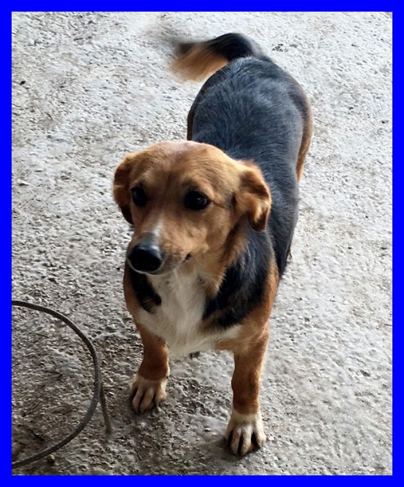 VOLATA GINGER adorabile mix beagle 3 anni dolcissima aspetta una mamma