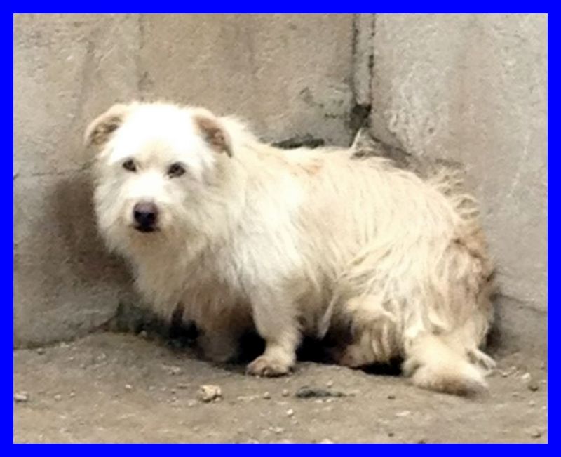 NANO piccoletto da sempre in canile ha bisogno d'amore