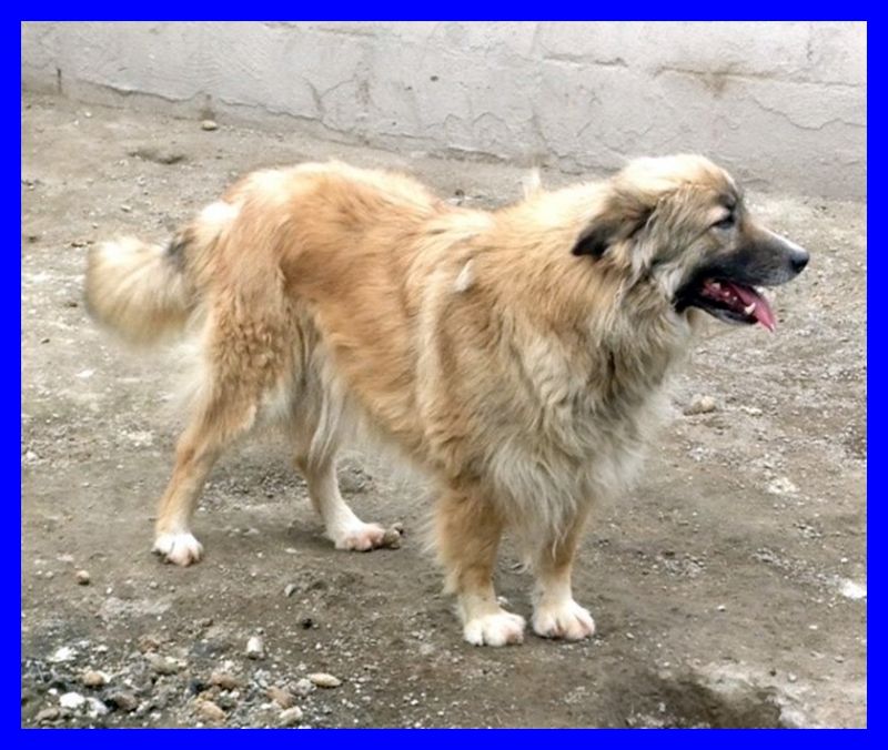 adottataMARASCA dolcissima pelosona 3 anni 20 kg d'amore