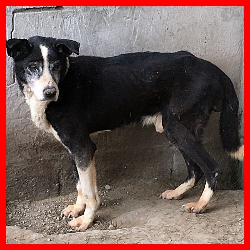 ADOTTATOOO CANOVA aiutateci ad aiutarlo URGENTISSIMO è MALATO