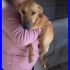 GULLIVER cucciolotto simil bassotto 8 mesi