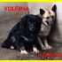 VOLPINO E LUPETTA superadozione d''amore sono fratellini spaventati