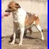 EVELYN 2 anni tg medio piccola cagnolina adatta a tutti