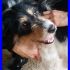 DALLAS mix terrierino un coccolone pieno d'amore da dare