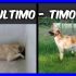 TIMO cagnolone fantastico perfetto per chiunque