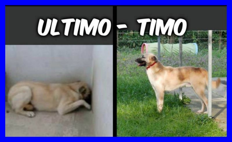 TIMO cagnolone fantastico perfetto per chiunque