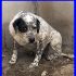 PARDO mix pointer bracco in canile da 6 anni
