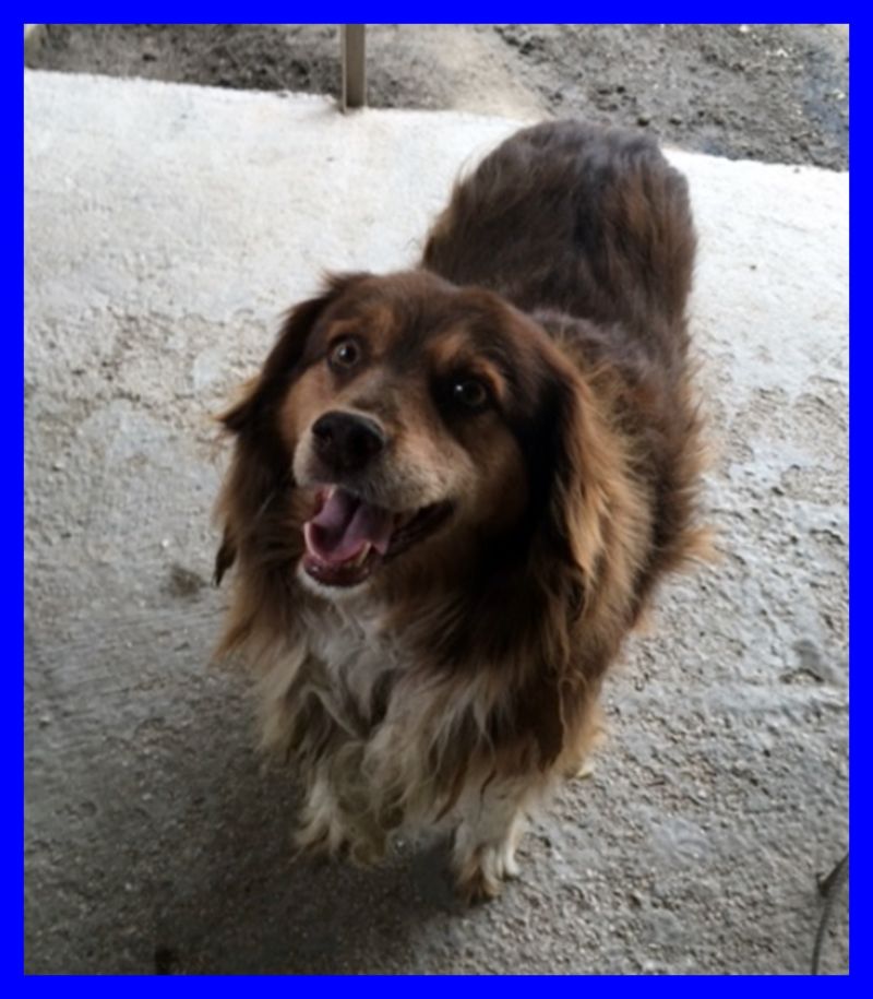 HOLLY stupenda volpinotta nessuni si è mai accorto di lei in canike