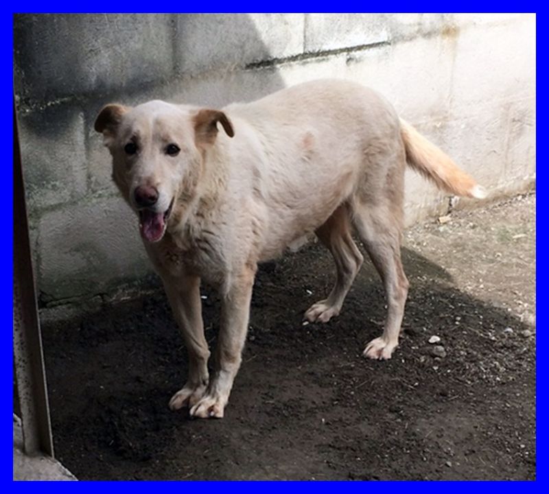 MIGLIO buonissimo e tranquillo cerca famiglia che lo adori