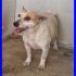 PESCA mix jack russel 3 anni tanta voglia di vivere