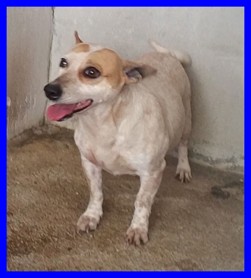 PESCA mix jack russel 3 anni tanta voglia di vivere