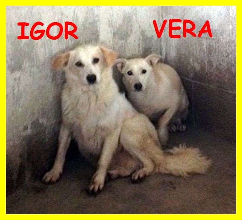 IGOR E VERA fanno una pena infinita superadozione d'amore
