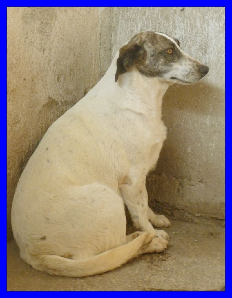 ADOTTATAAAAA PEGGY SUE aspetta da anni la sua occasione ma nessuno ancora si è accorto di lei