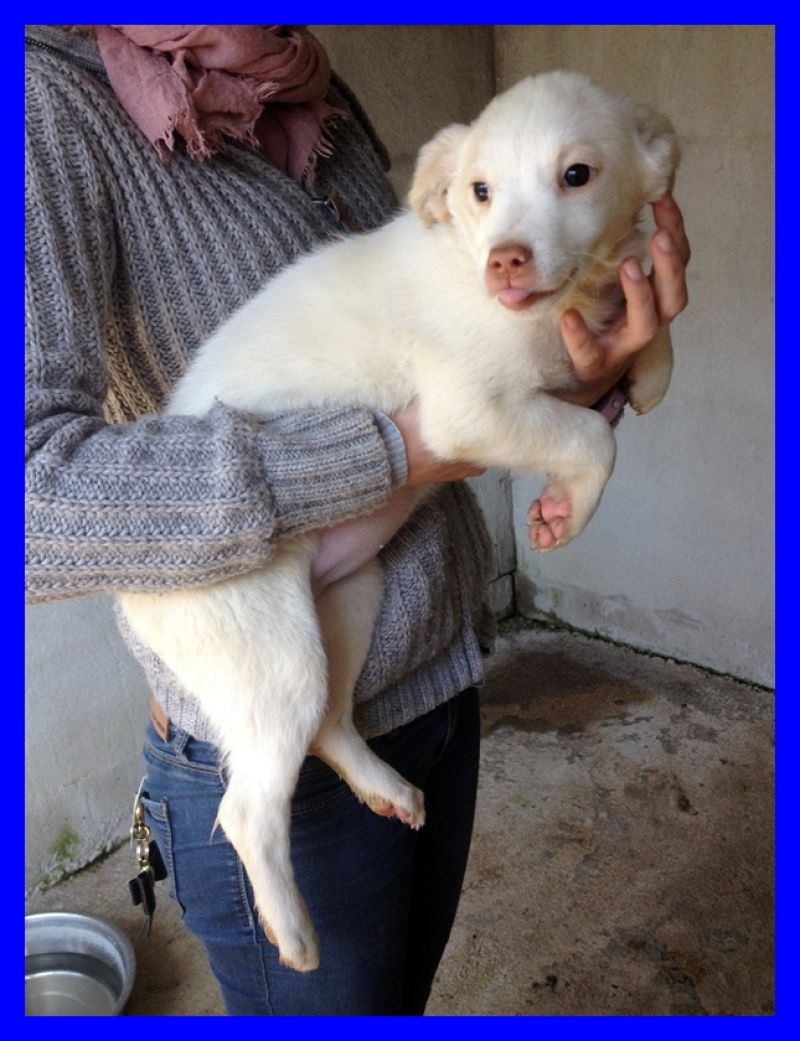 GIUGGIOLA cucciola 3 mesi nata in canile simil labrador