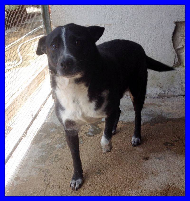 RUBEN pelosetto tg medio piccola buonissimo adatto a tutti