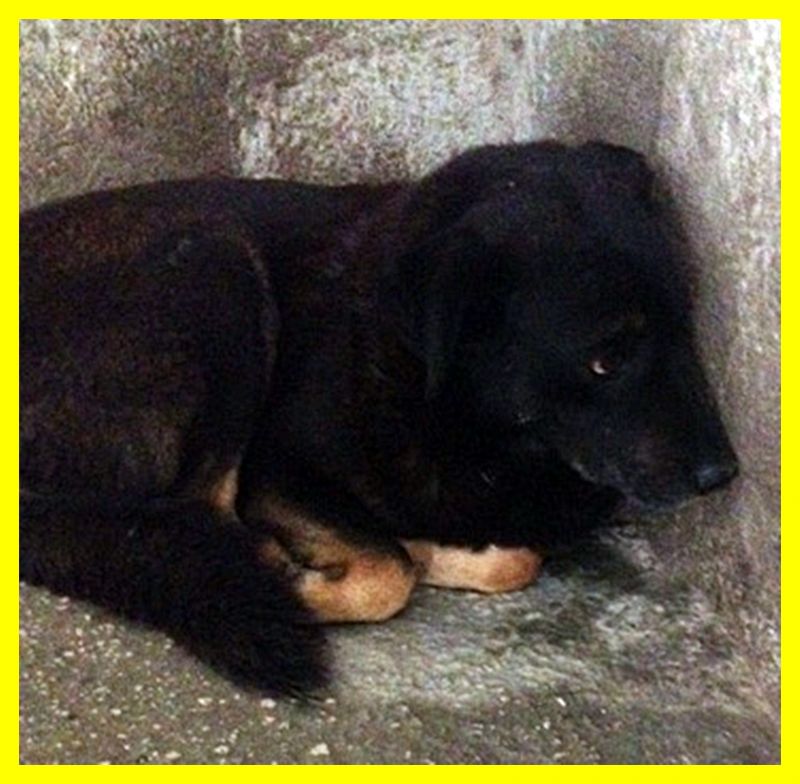 MARTINA lupacchiotta anziana e spaventata in canile da 10 anni