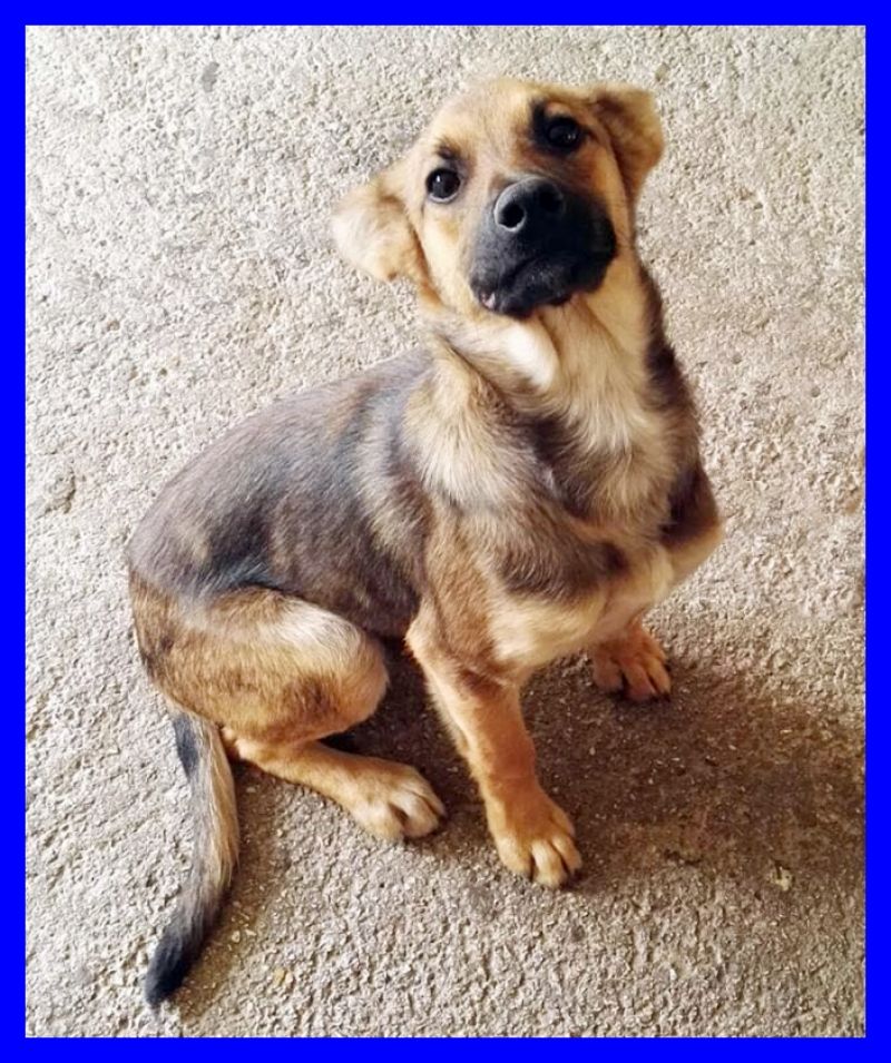 EVA adozione urgente cucciola 6 mesi rischia la morte