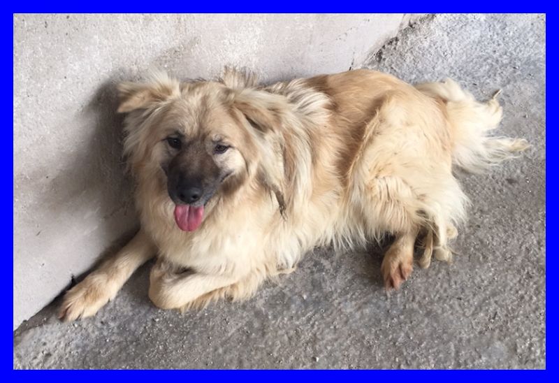 EINSTEIN bellissimo pacioccone dolce e tranquillo