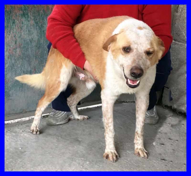 adottata PANAMA affettuosissimo occhi dolci chiedono solo coccole