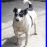 JACK mix jack russel aspetta da tanto in canile buono e giocherellone