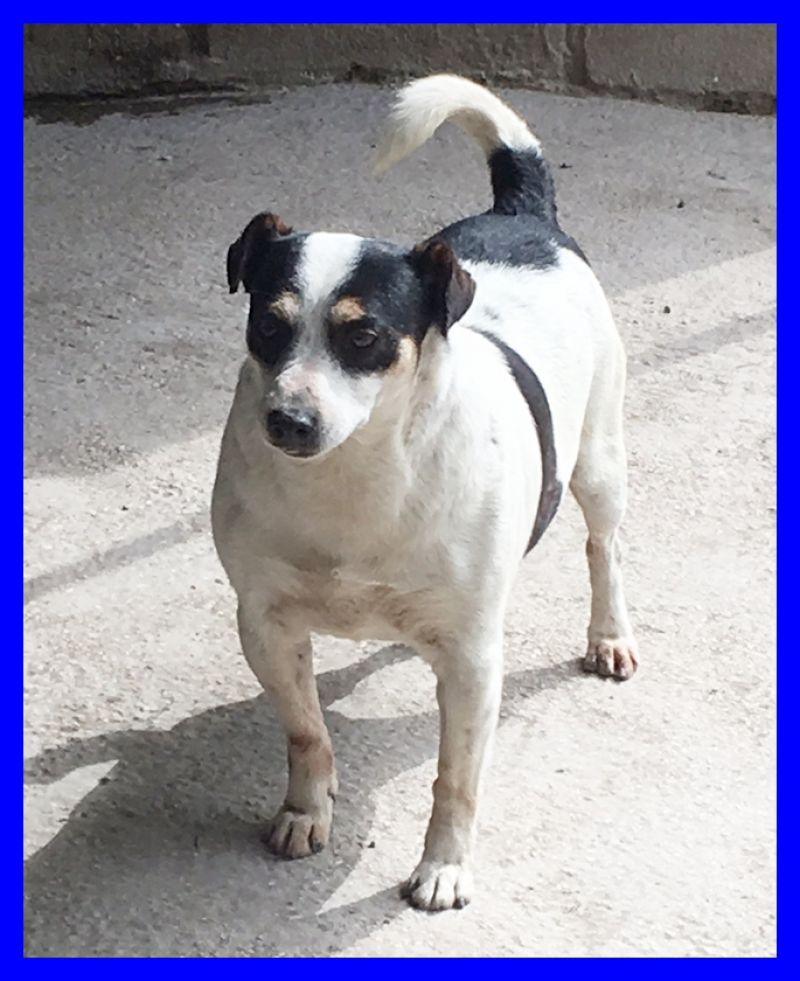 JACK mix jack russel aspetta da tanto in canile buono e giocherellone