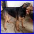 PITA mix pinscher dolce e giocherellona tg medio piccola