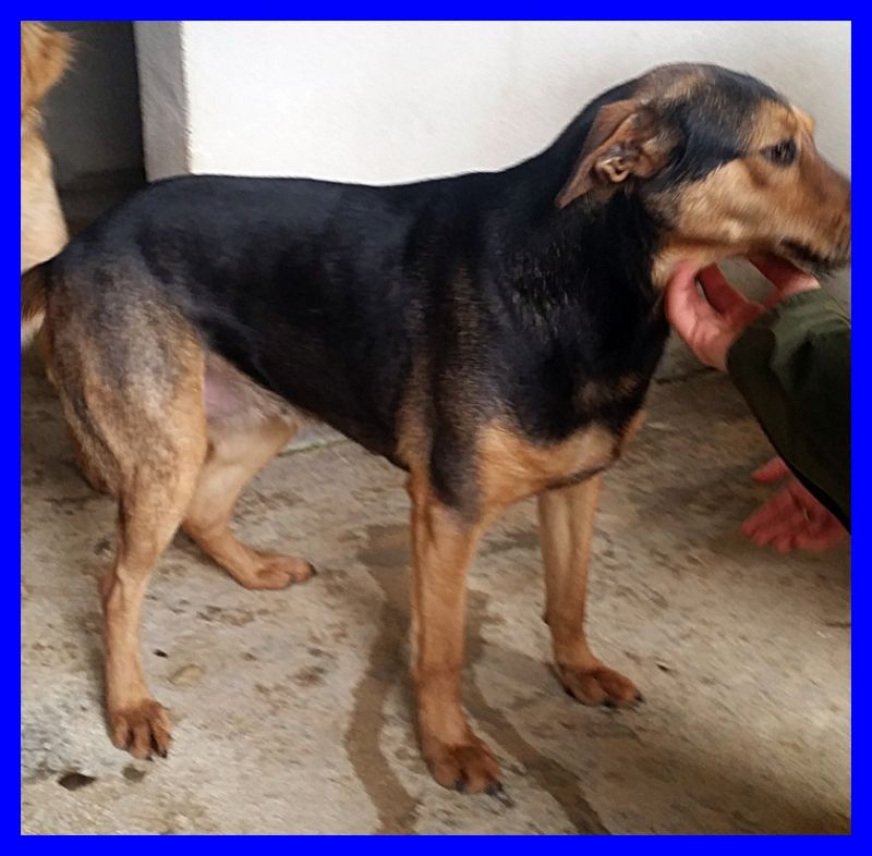 PITA mix pinscher dolce e giocherellona tg medio piccola