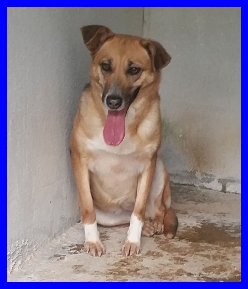 NICOLE lupacchiotta tg media buonissima e sottomessa