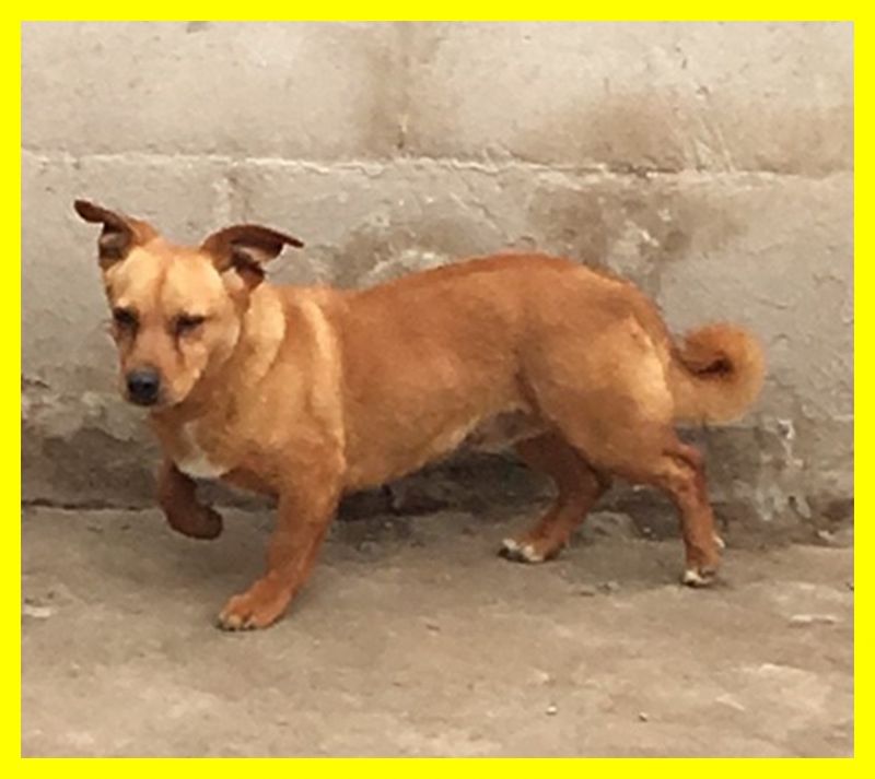 WURSTEL mix bassotto impaurito in canile fin da cucciolo