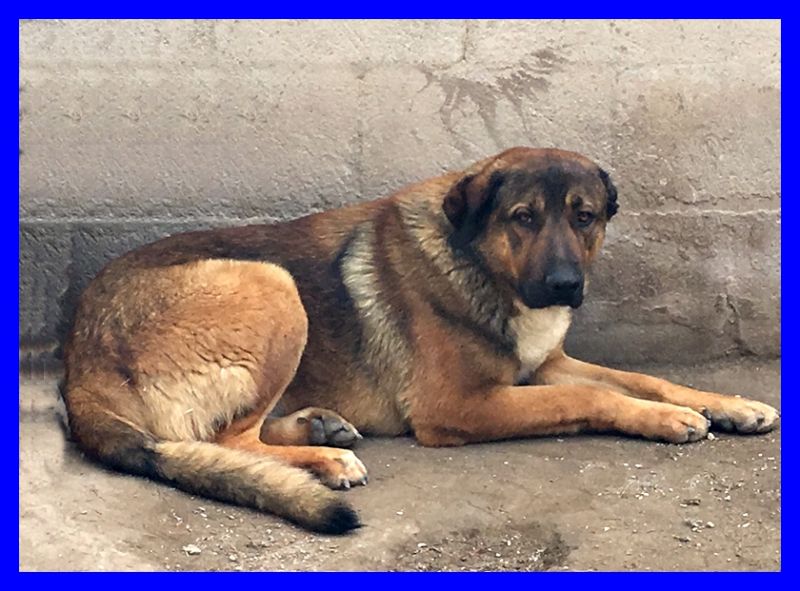 ODINO un grosso orsacchiotto con un cuore più grande di lui