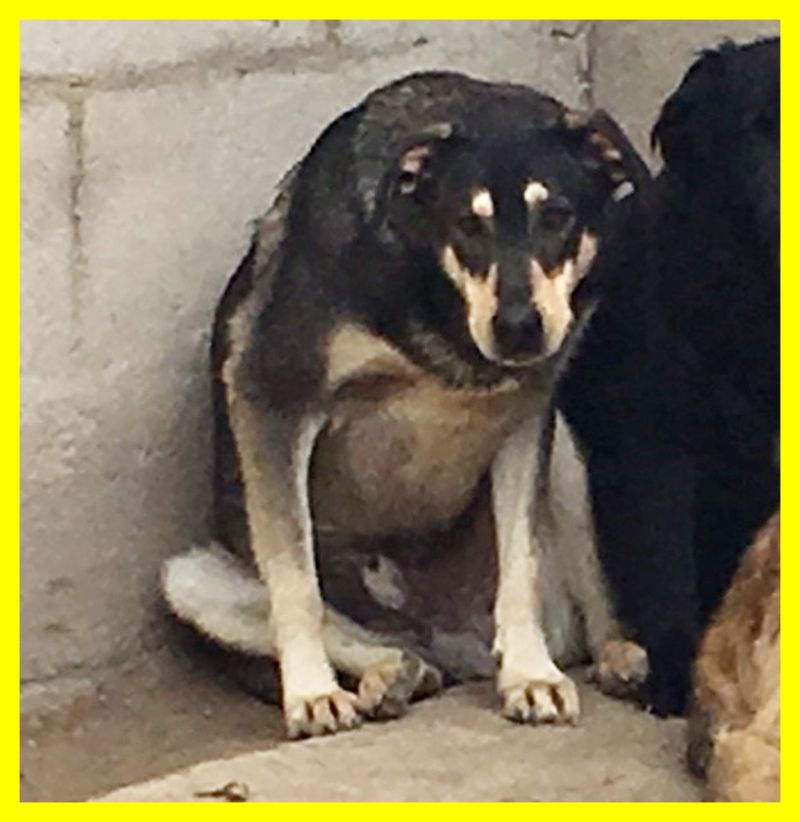 DALTON tg medio grande 3 anni terrorizzato perchè in canile