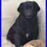 VOLATA BRUNELLA mix labrador nera da 6 anni in canile buonissima