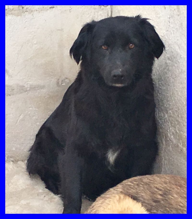 VOLATA BRUNELLA mix labrador nera da 6 anni in canile buonissima
