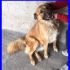 TANO mix golden retriver buono e affettuoso una mraviglia di