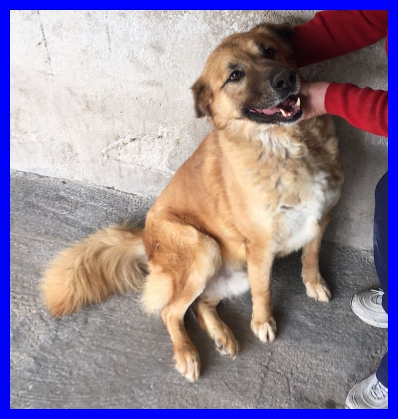 TANO mix golden retriver buono e affettuoso una mraviglia di