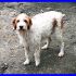 DANDY mix breton carinissimo nessuna richiesta per lui