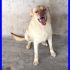 BALLO affettuosissimo mix labrador dolcissimo