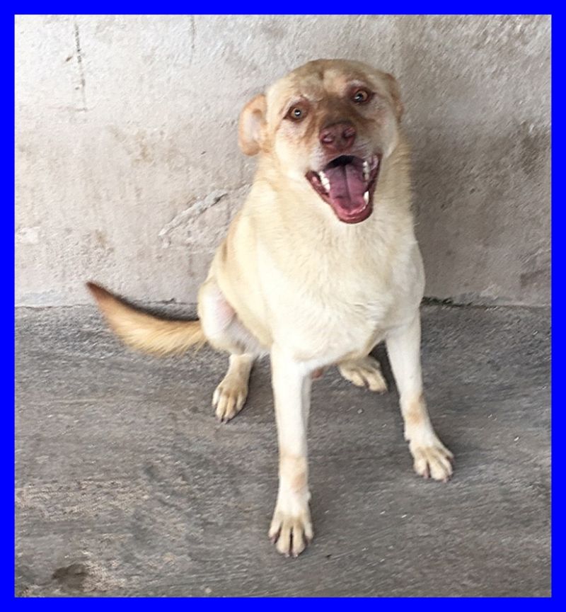 BALLO affettuosissimo mix labrador dolcissimo