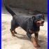 SULTANA bellissima mix rottweiler dolcissima un vero amore
