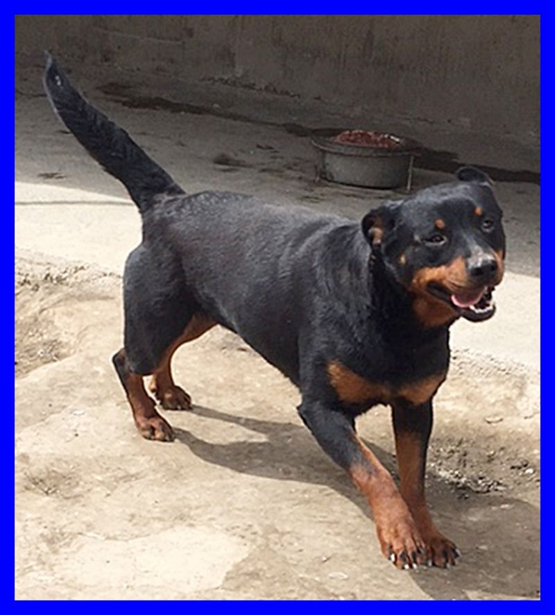 SULTANA bellissima mix rottweiler dolcissima un vero amore