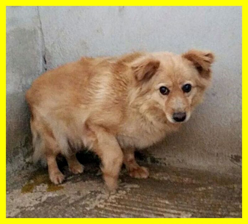 ADOTTATA MILLY adozione d'amore volpinetta malata alle mammelle ha bisogno di cure