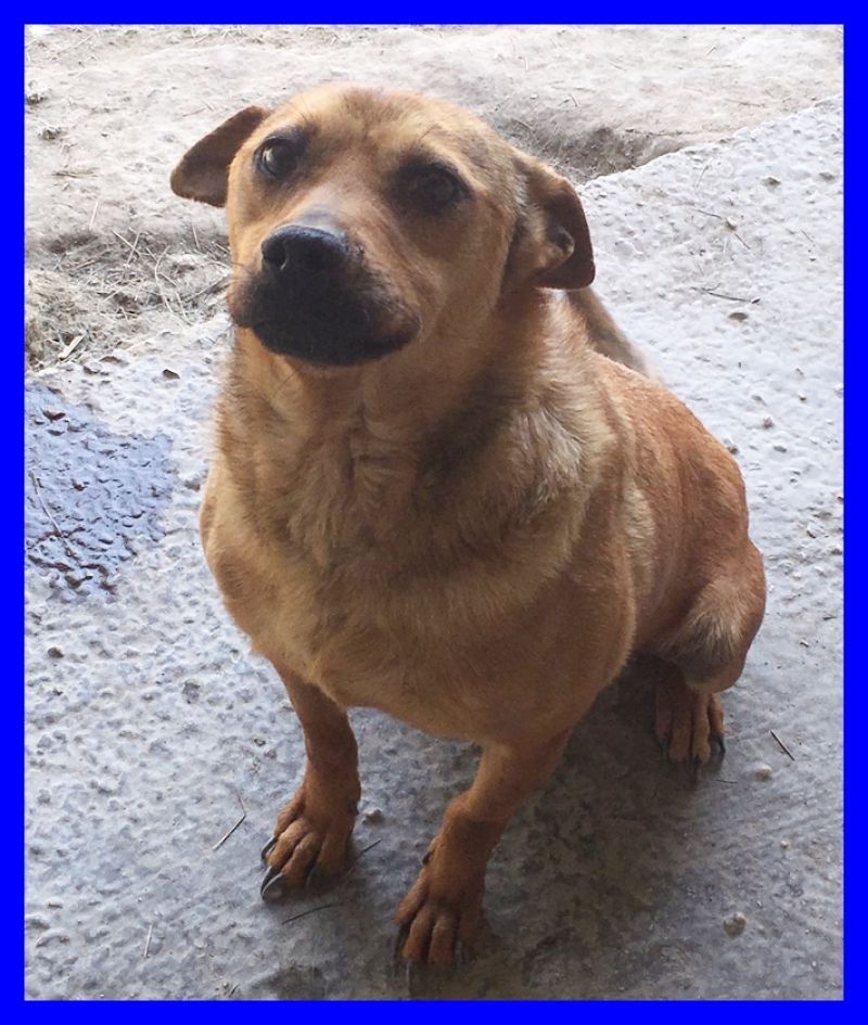 adottato ALEX TG PICCOLA BUONISSIMO E DOLCE SOGNA UNA FAMIGLIA CHE LO