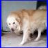 LEONIDA bellissimo e affettuosissimo mix golden aspetta una mamma