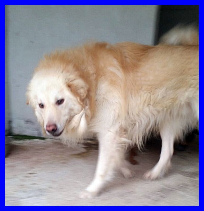 LEONIDA bellissimo e affettuosissimo mix golden aspetta una mamma