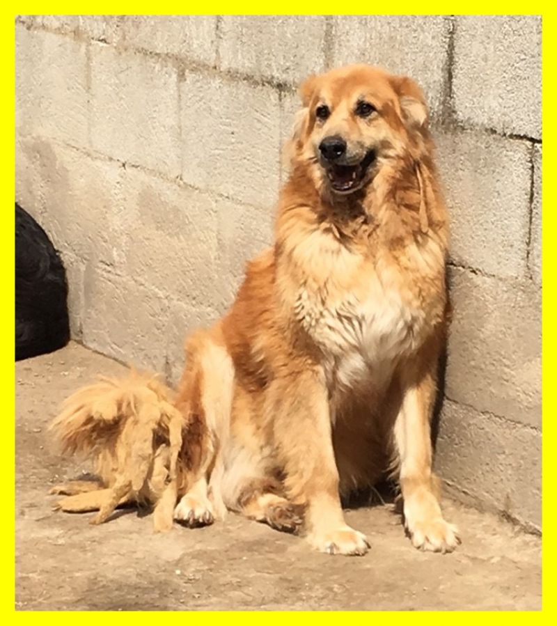 NICO adozione d'amore urgente è un angelo che non merita di morire in canile