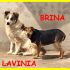 LAVINIA E BRINA adozione d'amore si sostengono a vicenda in