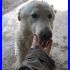 WINTER mix maremmano labrador cerca famiglia da amare